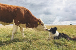 Dog and cow in a field touching noses