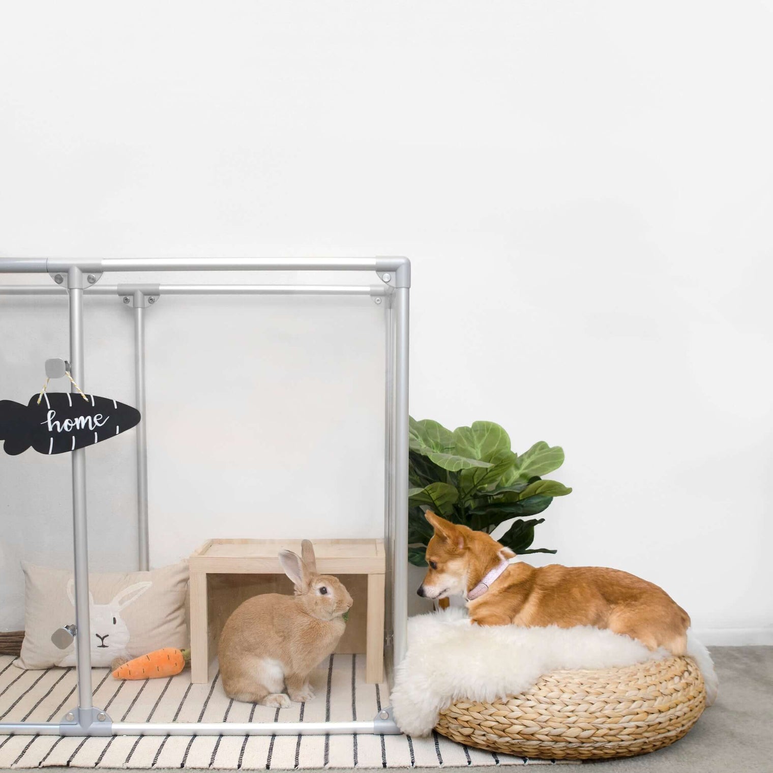 Rabbit and corgi looking at each other through clear dog pen