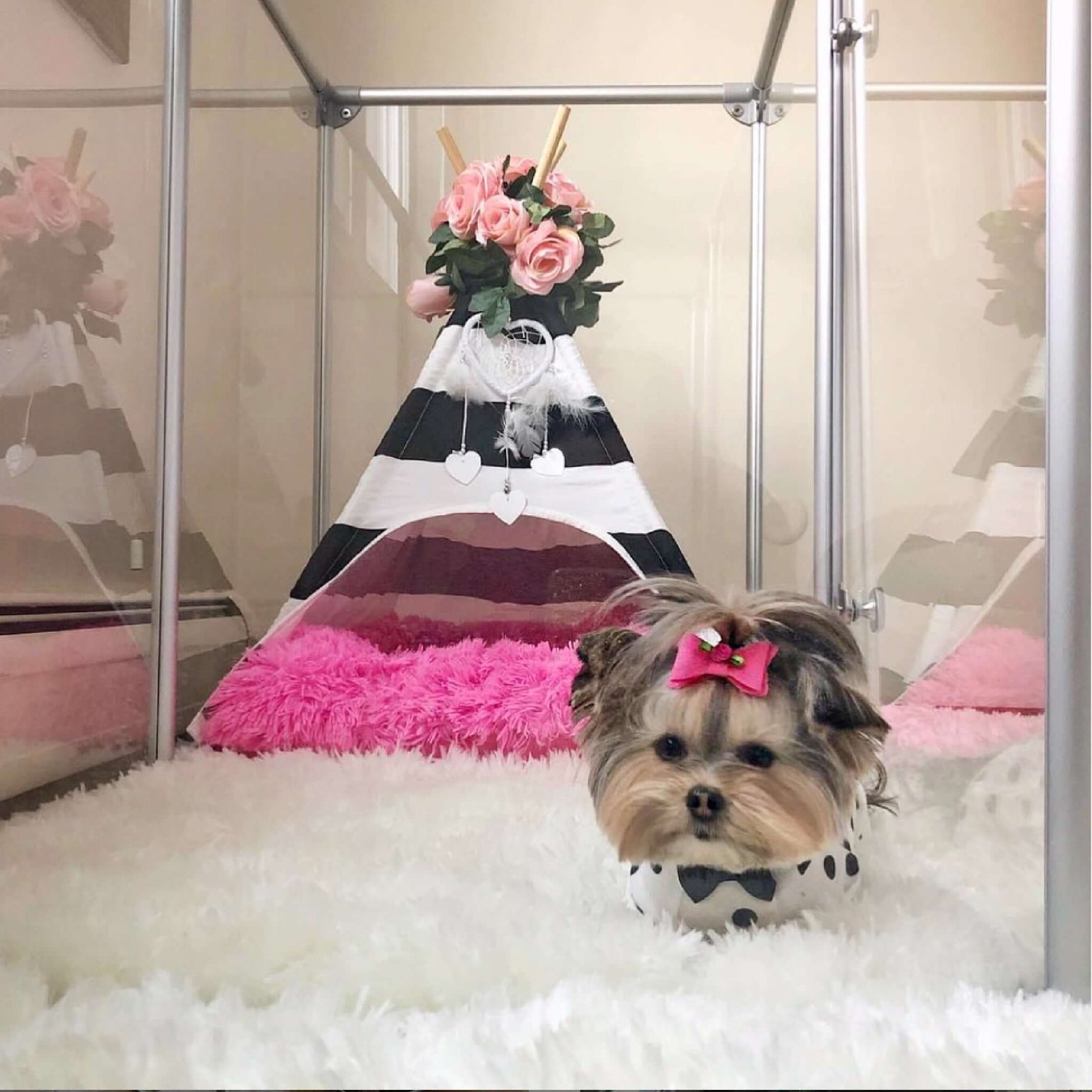 27" Tall Small Lucidium Pet Pen with small dog inside