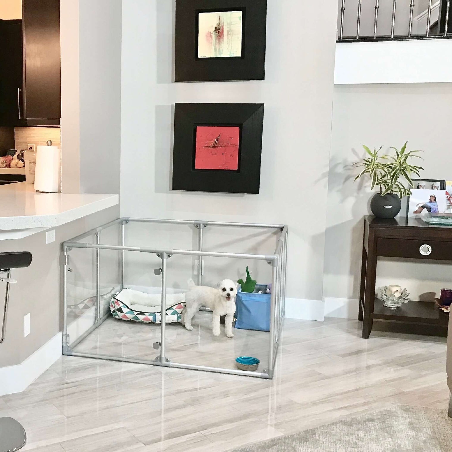 White dog standing inside 27" medium Lucidium pet pen