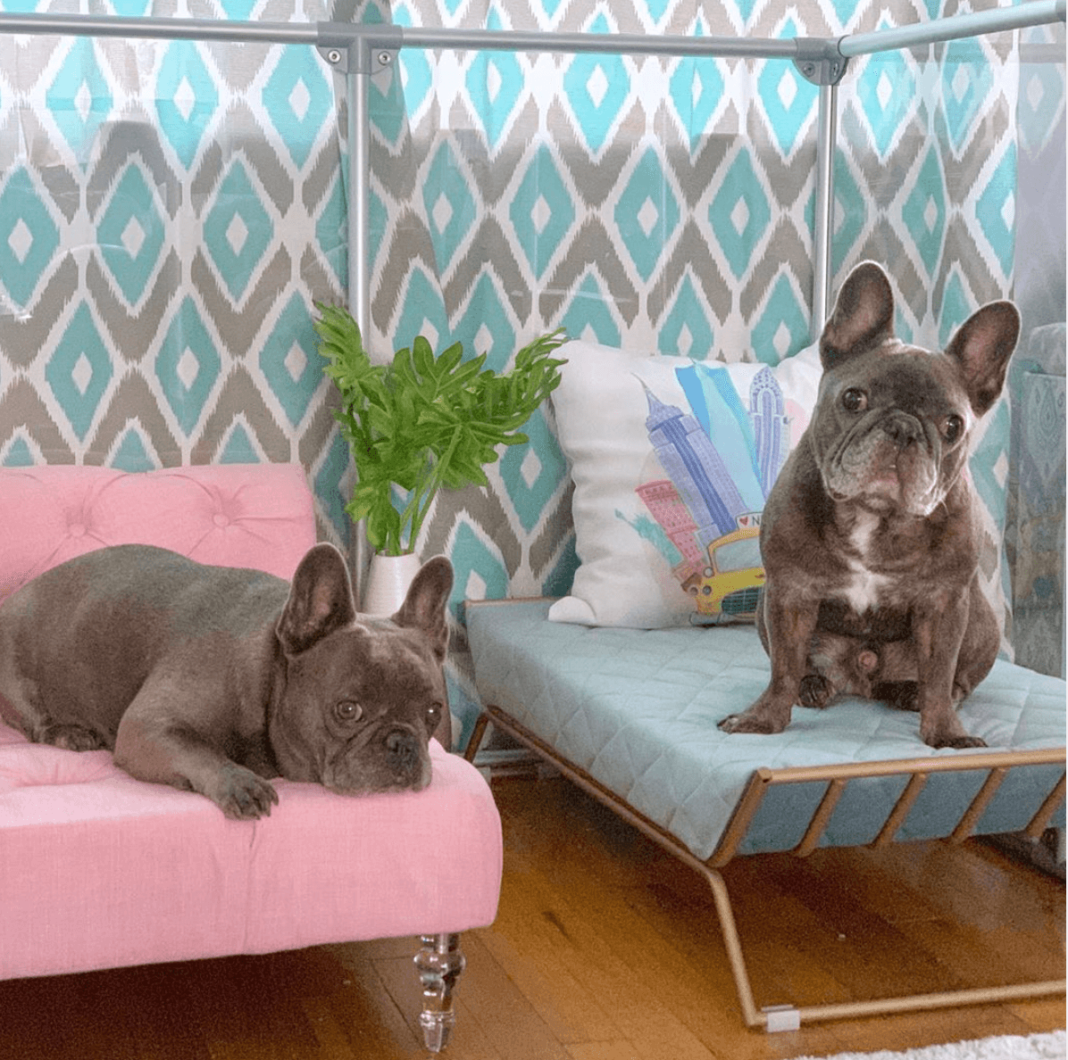 36 inch height medium dog pen in silver color with two French bulldogs