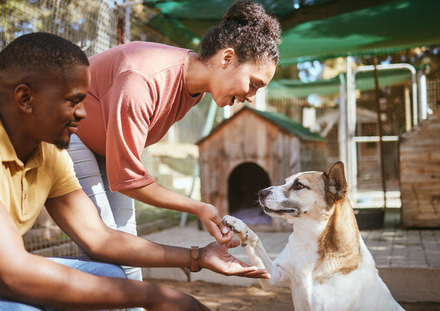 Couple Adopting Rescue Dog
