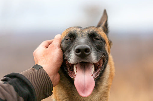 Unbreakable Ties: Exploring the Deep Bond Between Humans and Their Pets