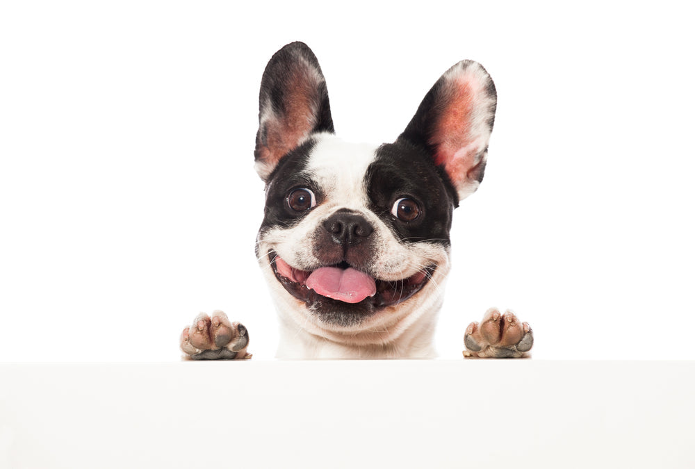 Decoding Whiskers and Wags: A Comprehensive Guide to Pet Behavior