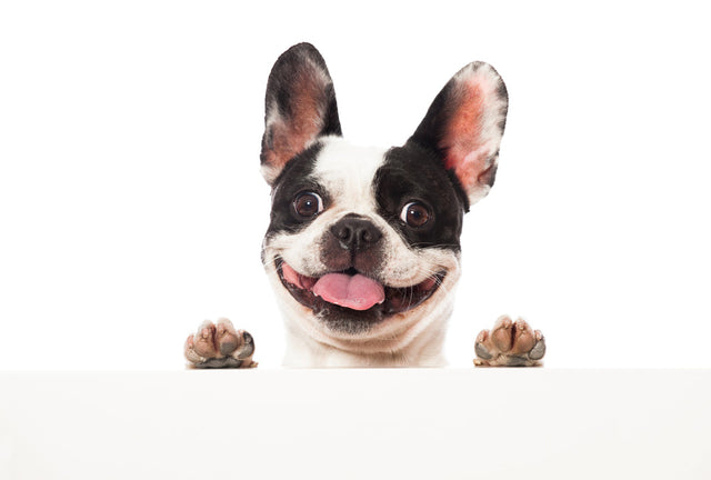 Decoding Whiskers and Wags: A Comprehensive Guide to Pet Behavior