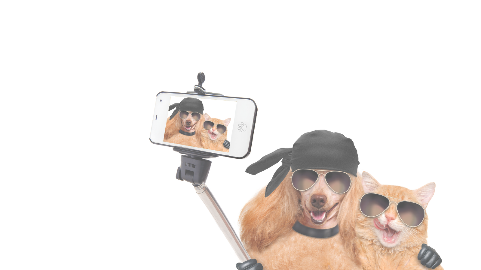 dog and cat taking selfie